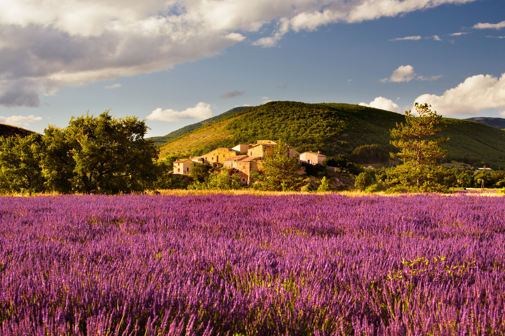 Champs de lavande